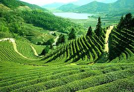 assam