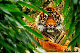 bandhavgarh wildlife